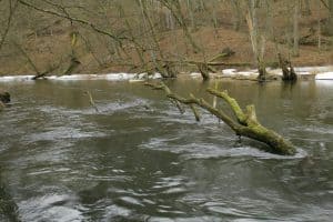 Rzeka Brda