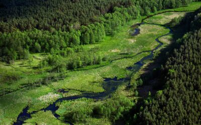 Maj w Borach Tucholskich: ptaki, żurawie, pierwsze grzyby